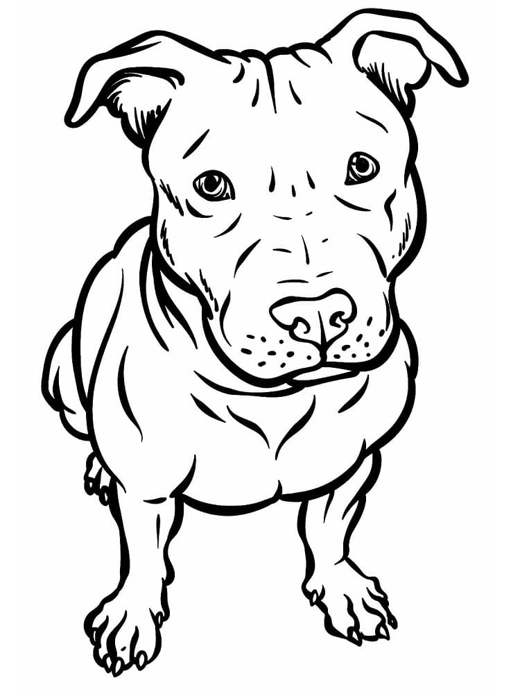 Desenho de Cão Pitbull para Colorir