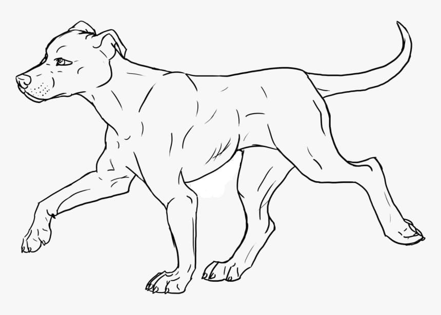 Desenho de Pitbull Andando para Colorir