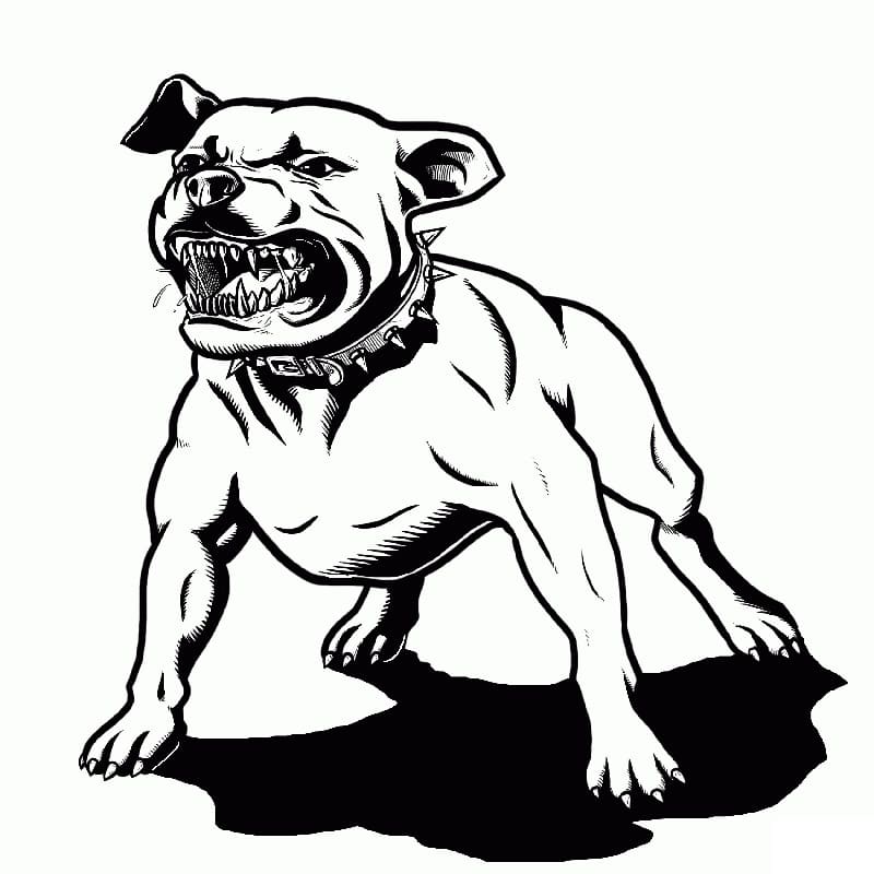Desenho de Pitbull com Raiva para Colorir