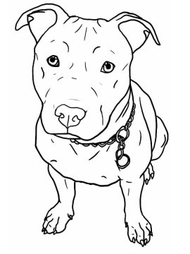 Desenho de Pitbull Fofo para Colorir