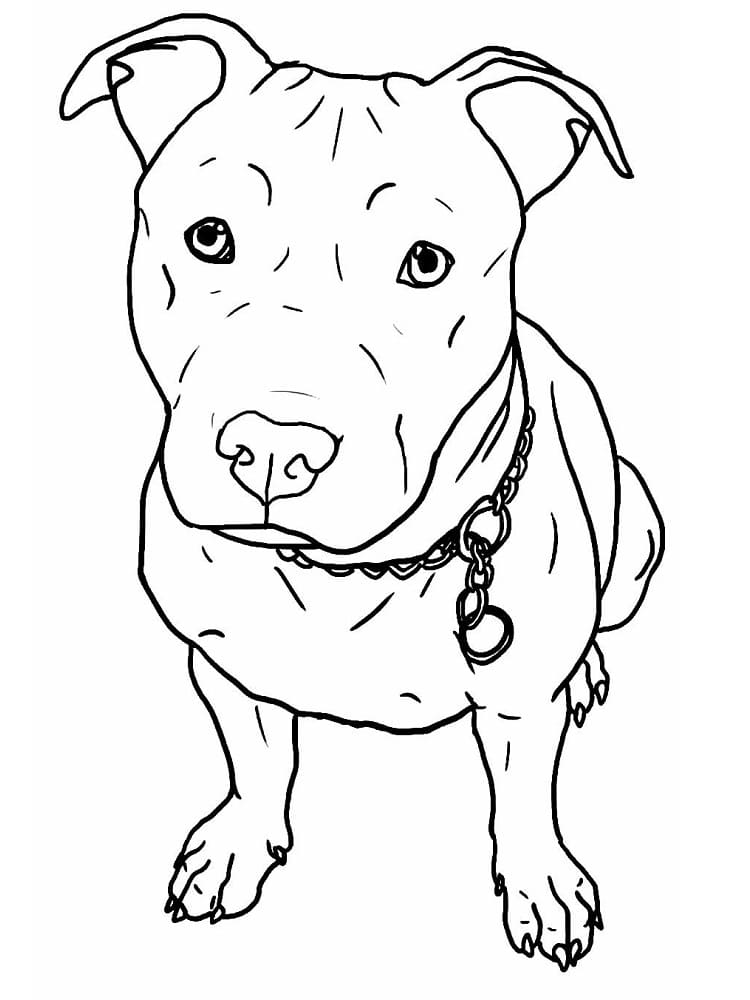 Desenho de Pitbull Fofo para Colorir