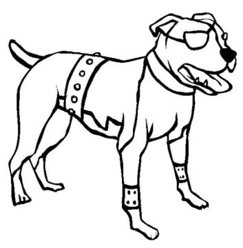 Desenho de raça Pitbull para Colorir