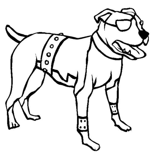 Desenho de Raça Pitbull para Colorir