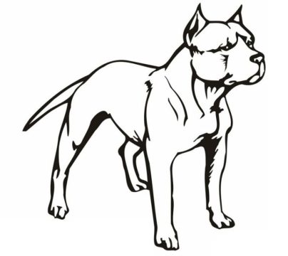 Desenho de Um cão Pitbull para Colorir