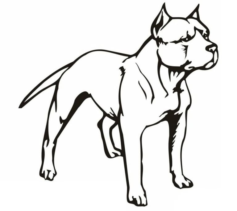 Desenhos de Pitbull para Colorir