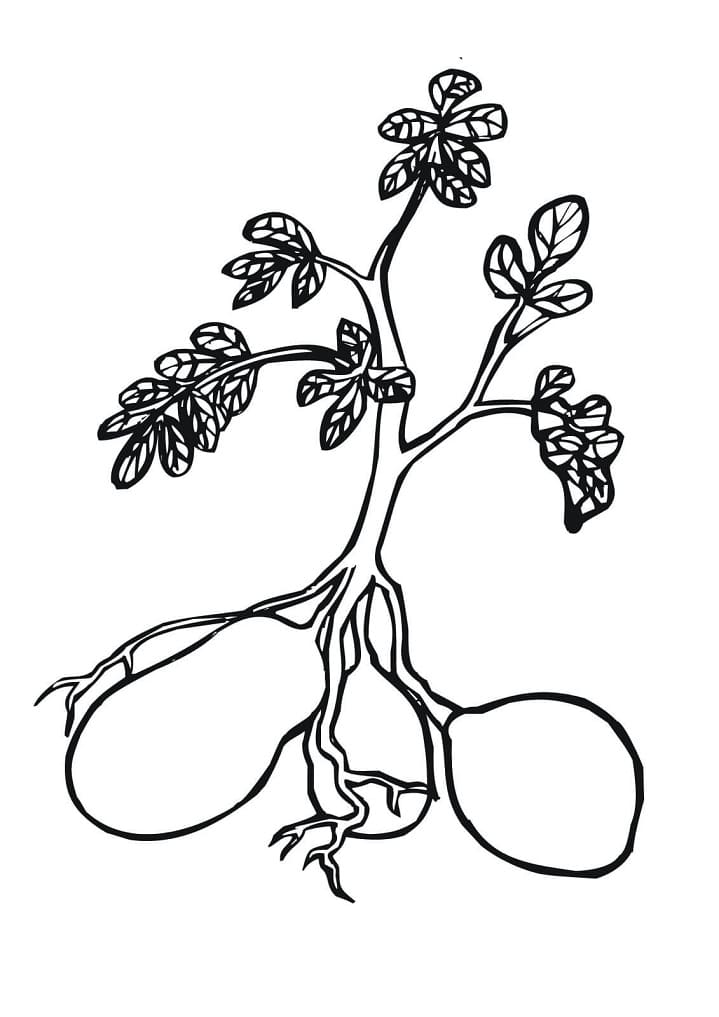 Desenho de Plantá Download para Colorir