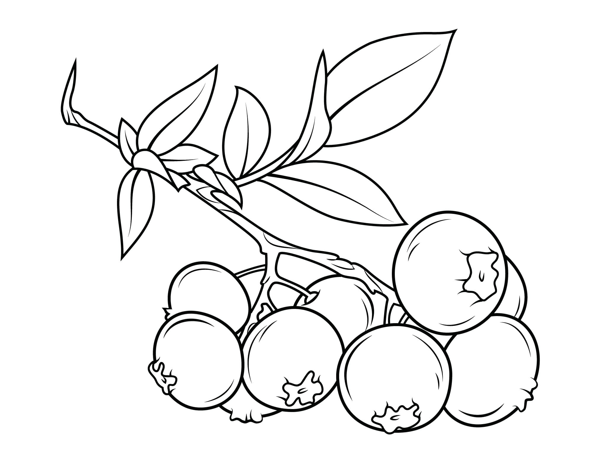 Desenho de Plantá Grátis Pdf para Pintar