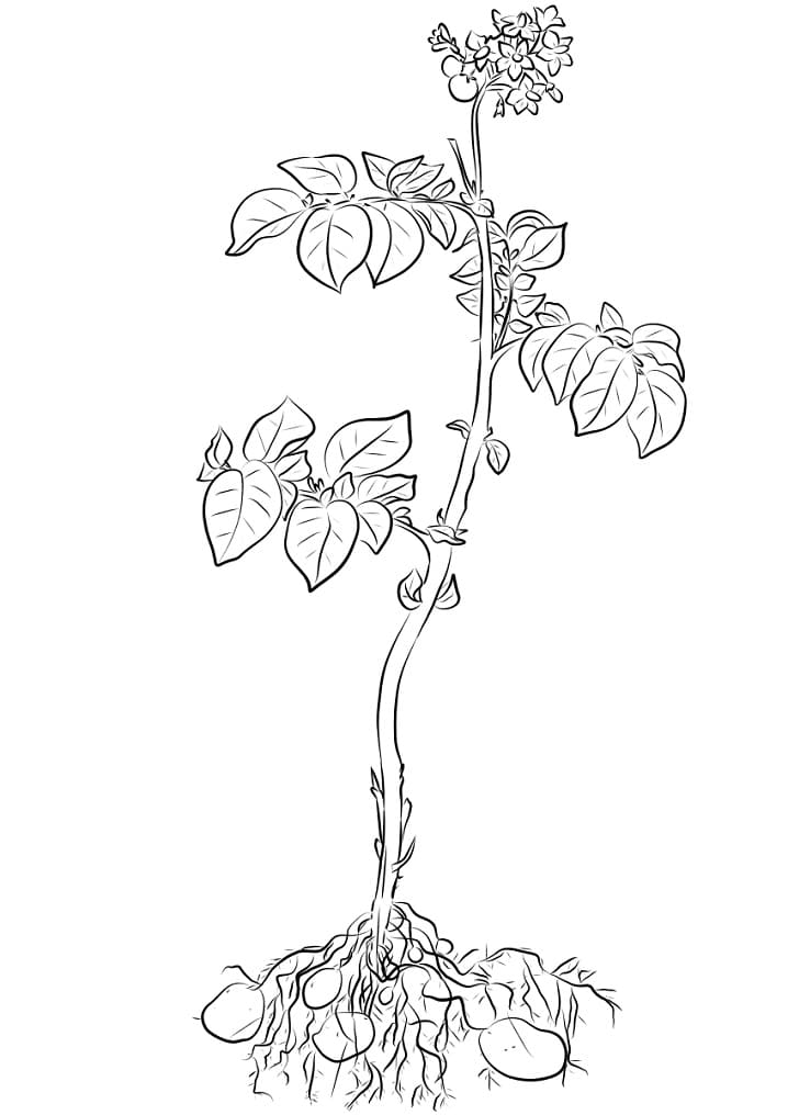 Desenho de Plantá Imprimivel Pdf para Imprimir