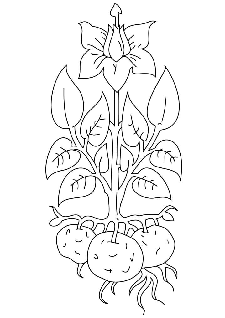 Desenho de Plantá para Colorir Pdf Grátis