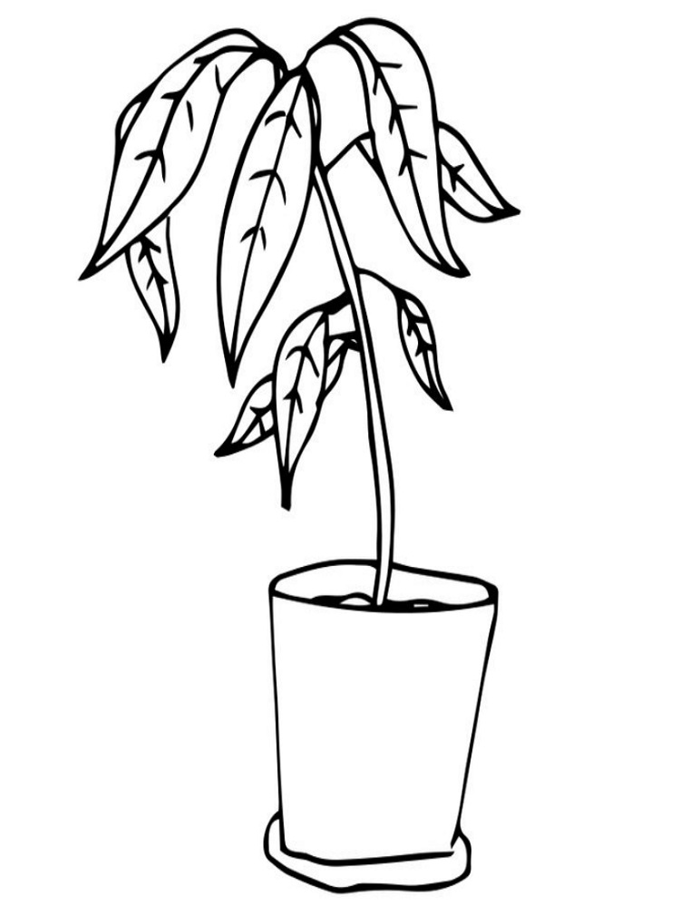 Desenho de Plantá para Imprimir Pdf Grátis