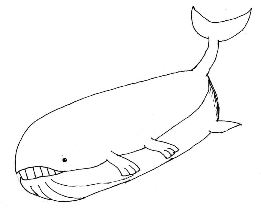 Desenho de Wailord Pokemon para Colorir