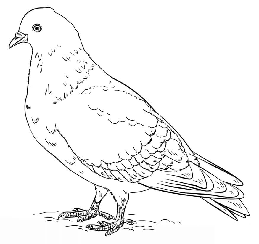 Desenho de Pombo Download Pdf para Colorir