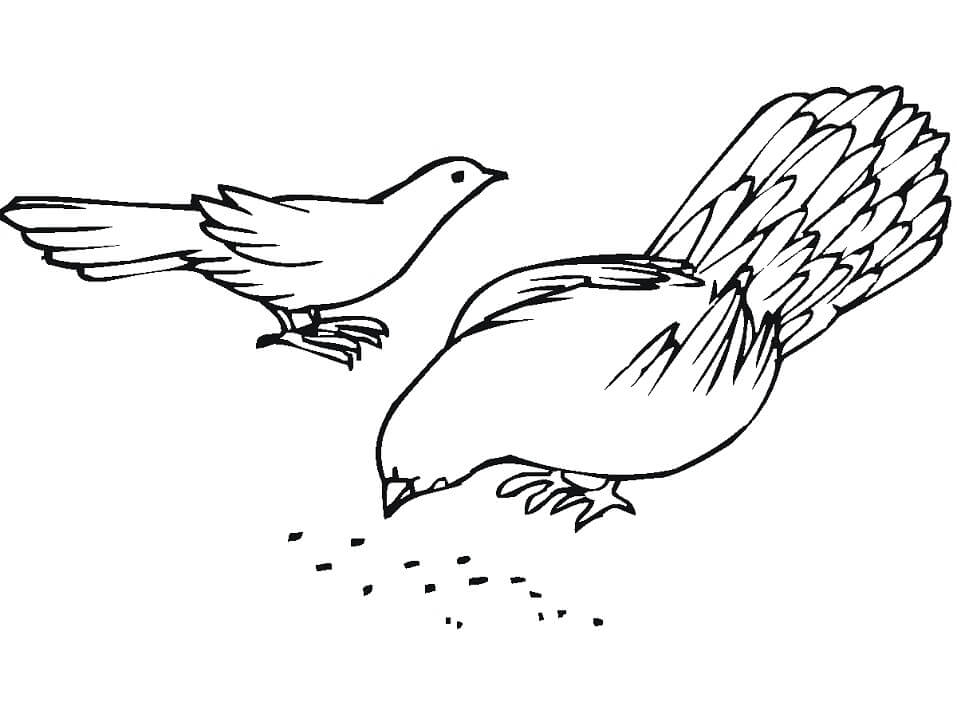 Desenho de Pombo Grátis para Imprimir e Colorir