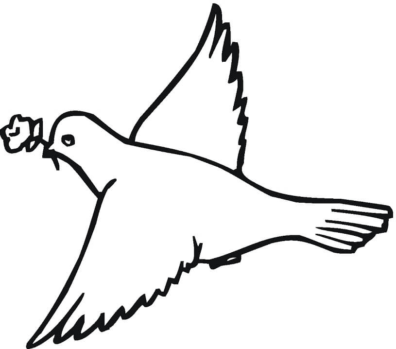 Desenho de Pombo Grátis Pdf para Colorir