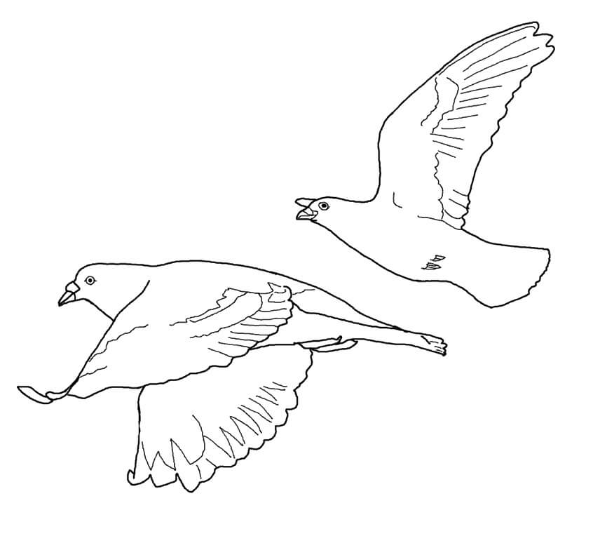 Desenho de Pombo Imprimivel para Imprimir e Colorir