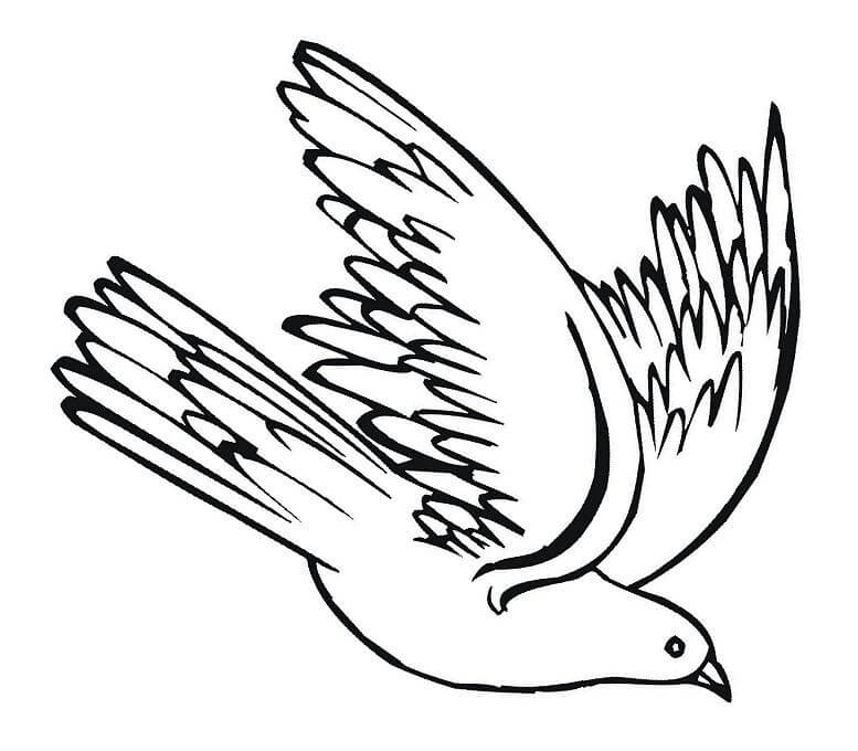 Desenho de Pombo Imprimivel Pdf para Colorir
