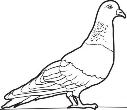 Desenho de Pombo para Imprimir Download