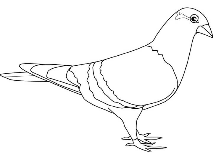 Desenhos de Pombo para Colorir
