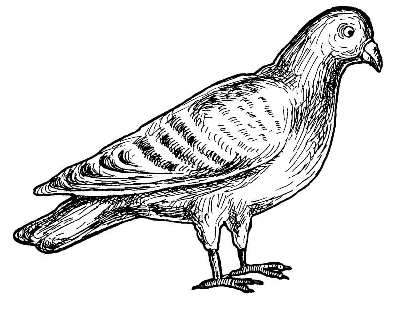 Desenho de Pombo para Pintar Imprimivel