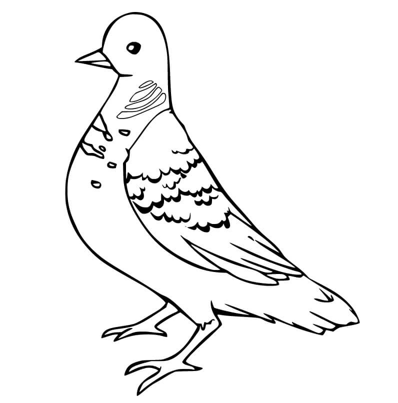 Desenho de Pombo Pdf para Colorir Grátis