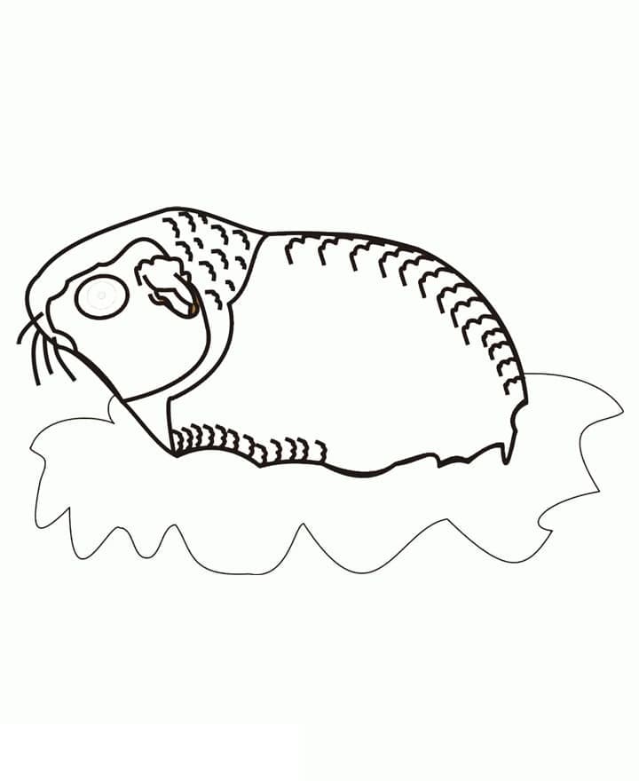 Desenho de Imagem de Porquinho da Índia para Colorir