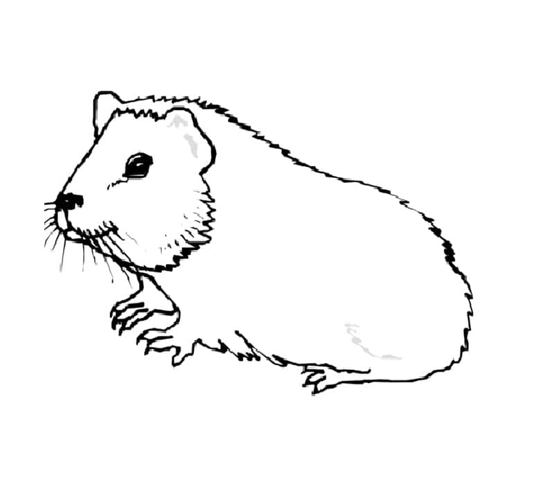 Desenho de o Porquinhos da Índia para Colorir
