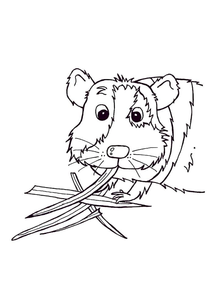 Desenho de Porquinho da Índia Comê Folhas para Colorir