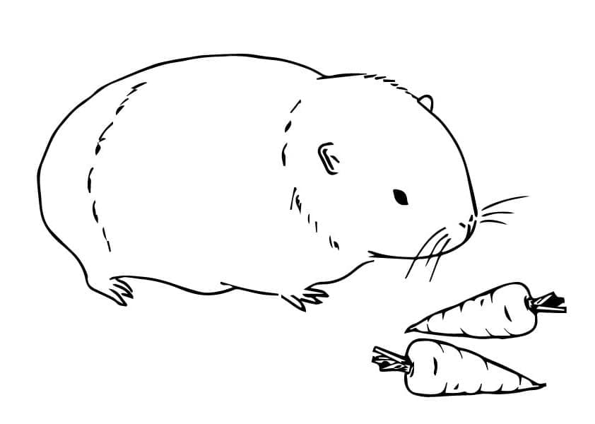 Desenho de Porquinho da Índia e Cenouras para Colorir