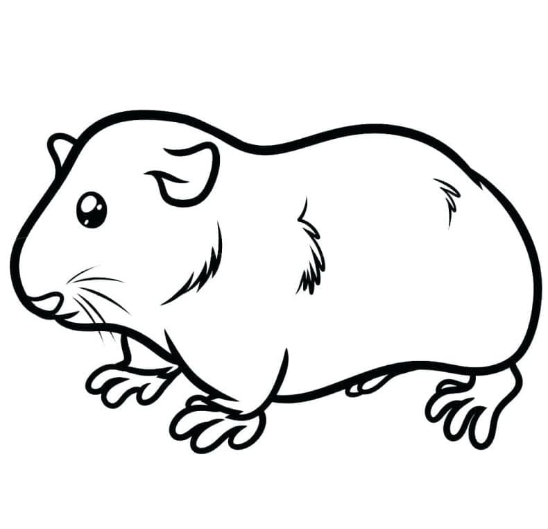 Desenho de Porquinho da Índia Grátis para Colorir