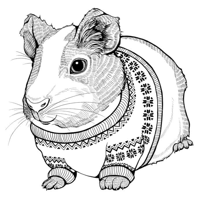 Desenho de Porquinho da Índia Imprimivel para Colorir