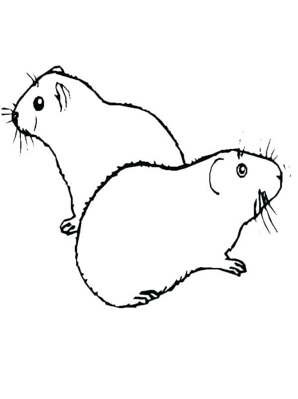 Desenho de Porquinho da Índia Imprimivel