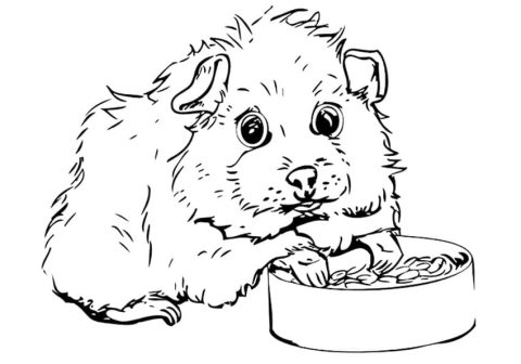 Desenho de Porquinho da índia para crianças para Colorir