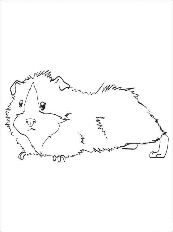 Desenho de Porquinho da Índia para Imprimir Download