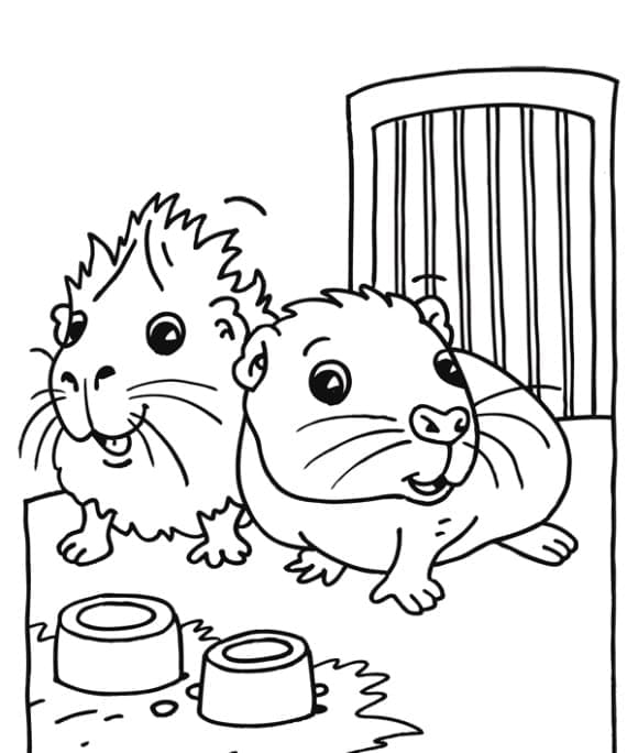 Desenho de Porquinhos da Índia para Colorir