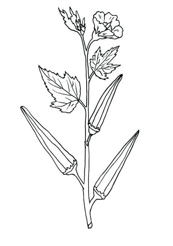 Desenho de Plantá de Quiabo para Colorir