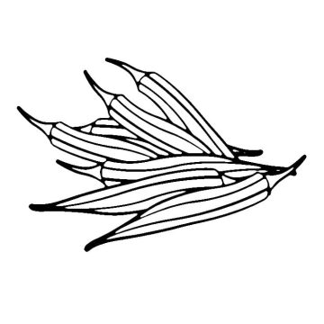 Desenho de Quiabos para Colorir