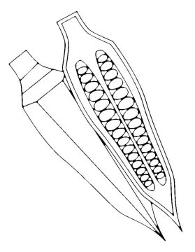 Desenho Pdf grátis de Quiabo para Colorir