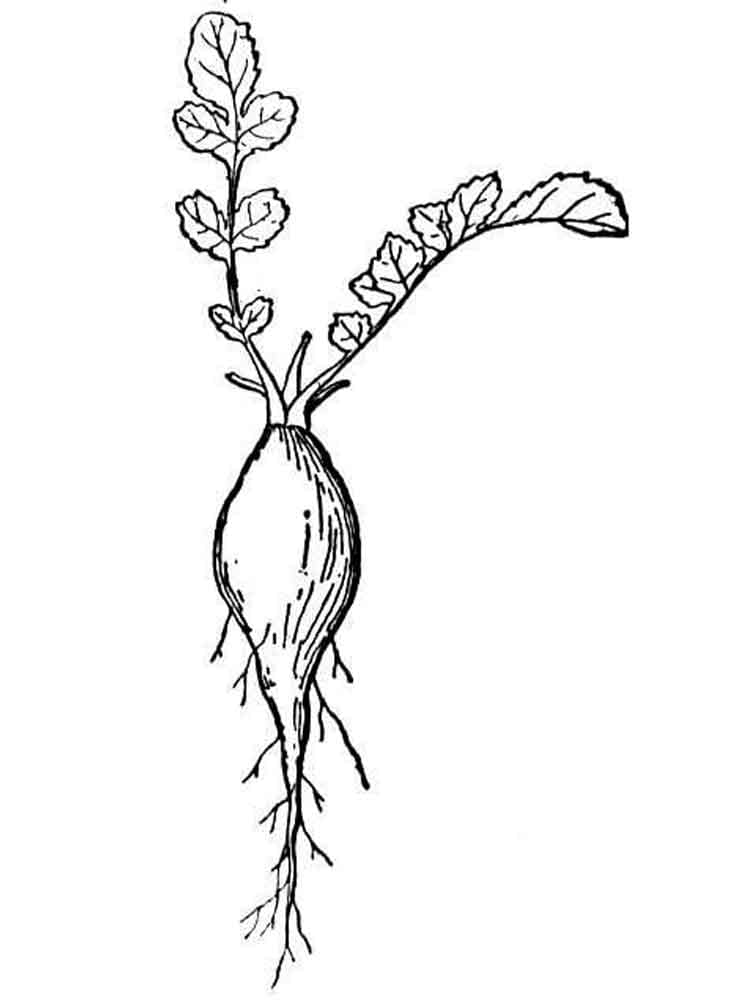 Baixar Desenho de Graça de Rabanete para Colorir