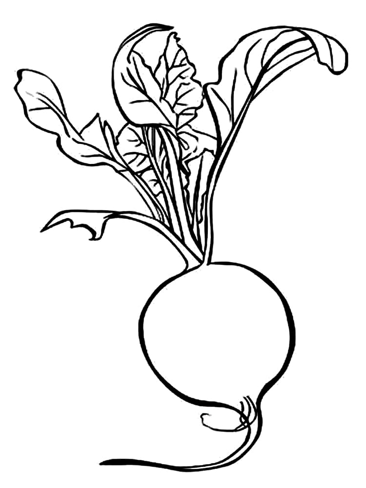 Desenho de Rabanete Grátis para Crianças para Colorir