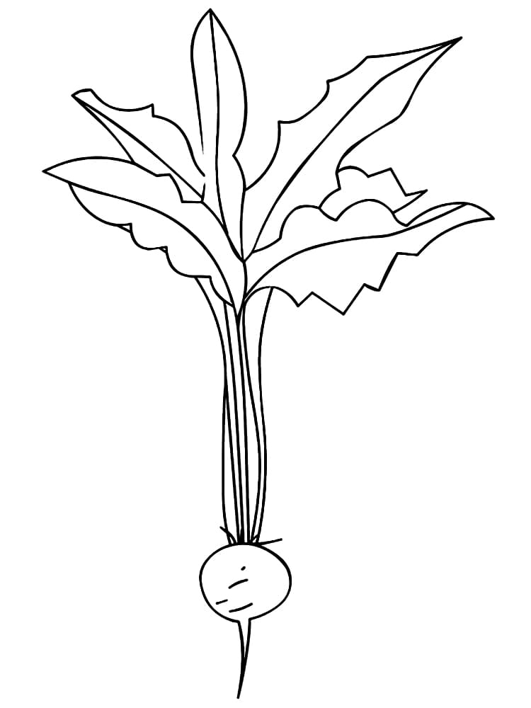 Desenho de Rabanete para Crianças para Colorir