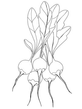 Desenho de Rabanetes grátis para Colorir