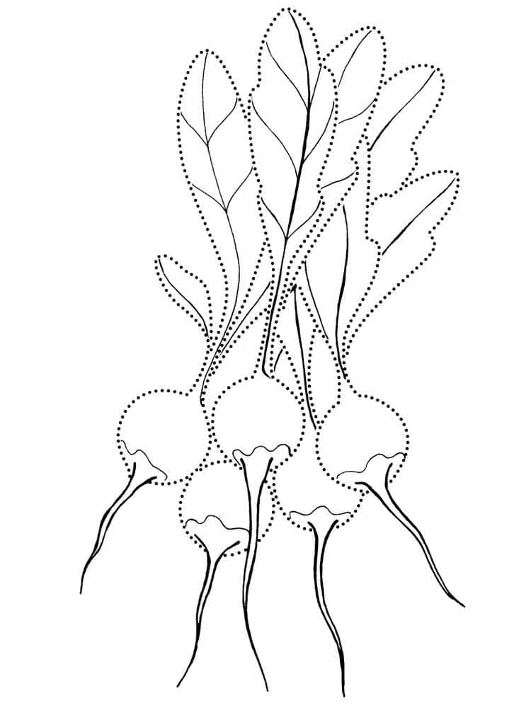 Desenho de Rabanetes Grátis para Colorir