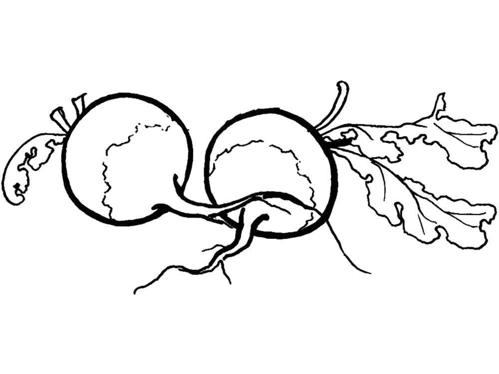 Desenho de Rabanetes para Colorir