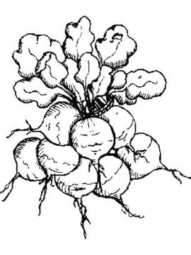 Desenho de Rabanetes para crianças para Colorir