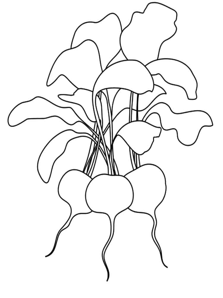Desenho de Três Rabanetes para Colorir