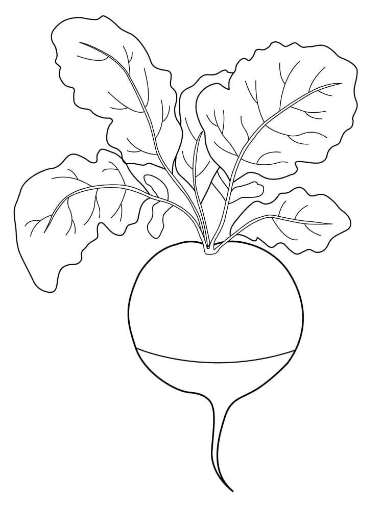 Desenho de um Rabanete para Colorir