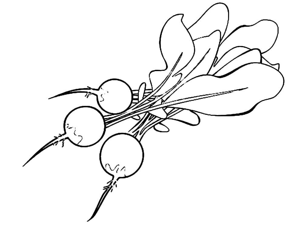 Desenho Pdf de Rabanetes para Baixar e Colorir