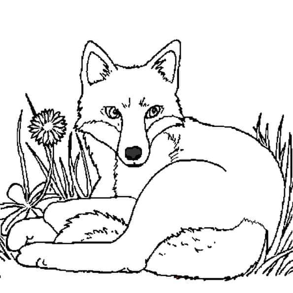 Desenho de Imagem de Raposa para Colorir