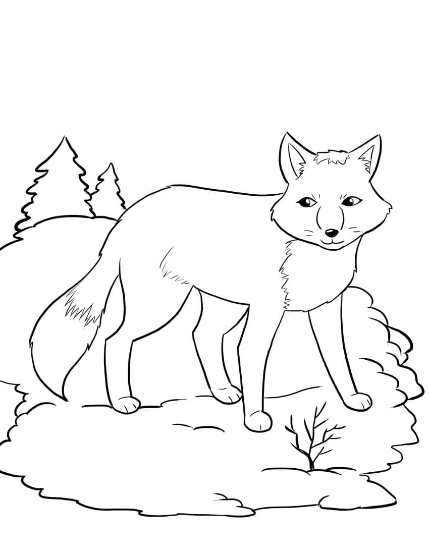 Desenho de Raposa Normal para Colorir