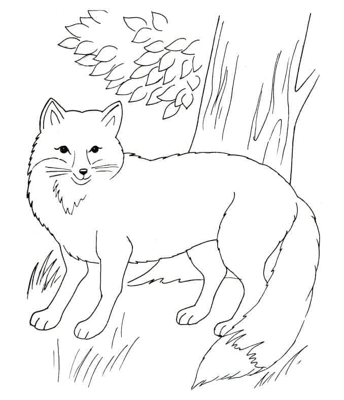 Desenho de Raposa Selvagem para Colorir